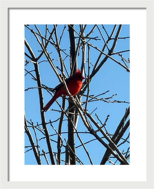 Cardinal Perched on Winter Branch - Framed Print