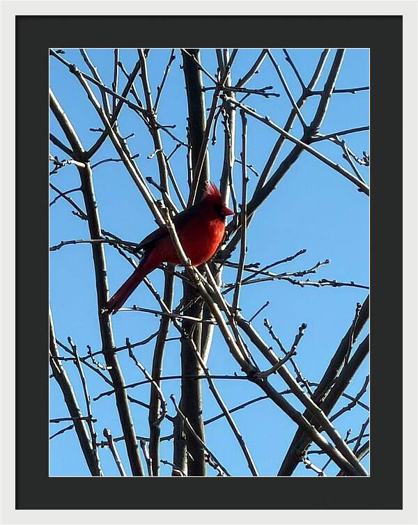 Cardinal Perched on Winter Branch - Framed Print