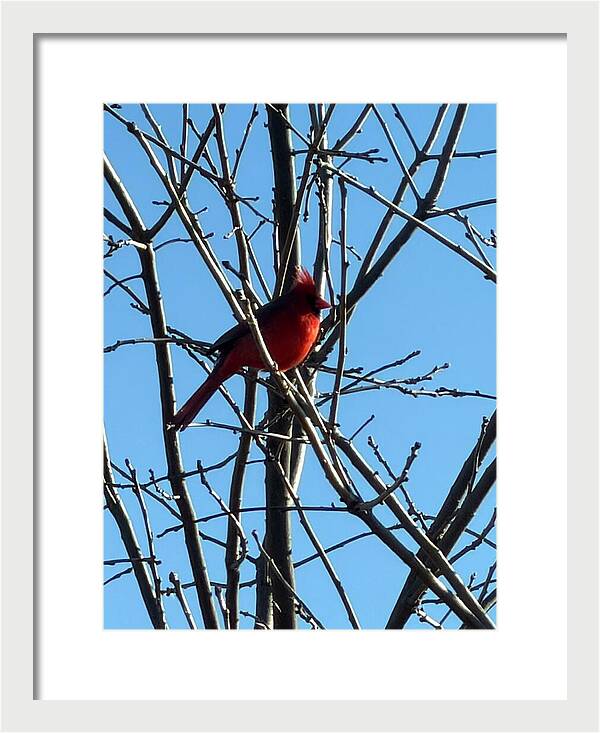 Cardinal Perched on Winter Branch - Framed Print