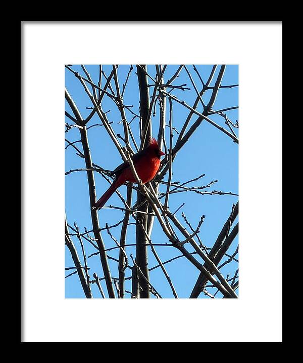 Cardinal Perched on Winter Branch - Framed Print