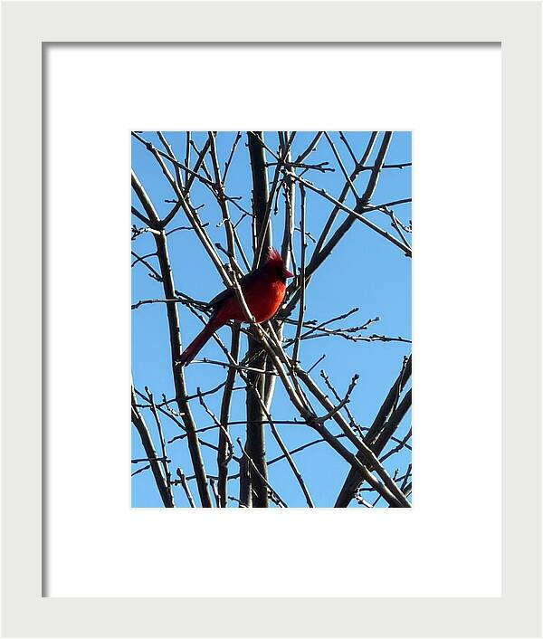 Cardinal Perched on Winter Branch - Framed Print