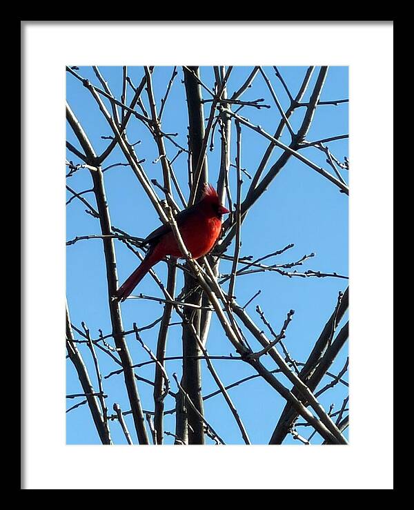 Cardinal Perched on Winter Branch - Framed Print