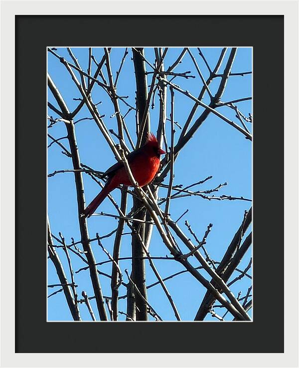 Cardinal Perched on Winter Branch - Framed Print