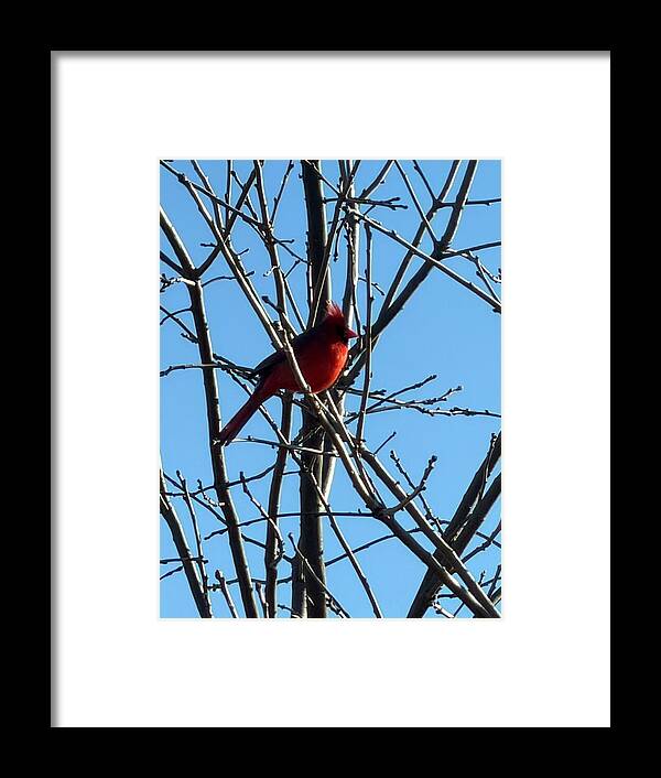 Cardinal Perched on Winter Branch - Framed Print