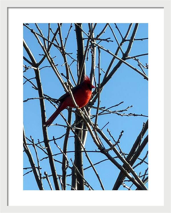 Cardinal Perched on Winter Branch - Framed Print