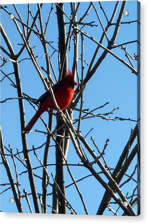 Cardinal Perched on Winter Branch - Acrylic Print