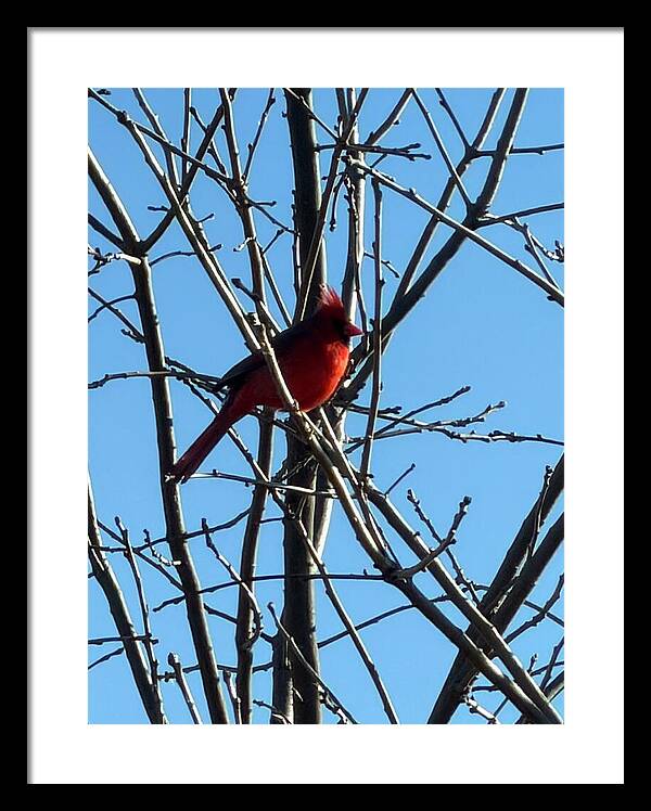 Cardinal Perched on Winter Branch - Framed Print