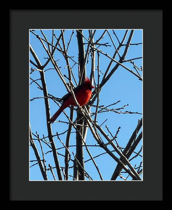 Cardinal Perched on Winter Branch - Framed Print