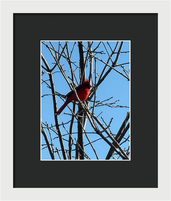 Cardinal Perched on Winter Branch - Framed Print