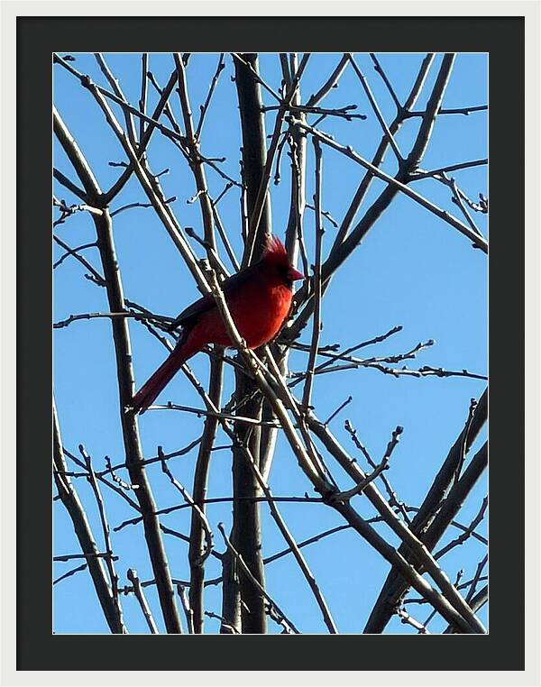 Cardinal Perched on Winter Branch - Framed Print