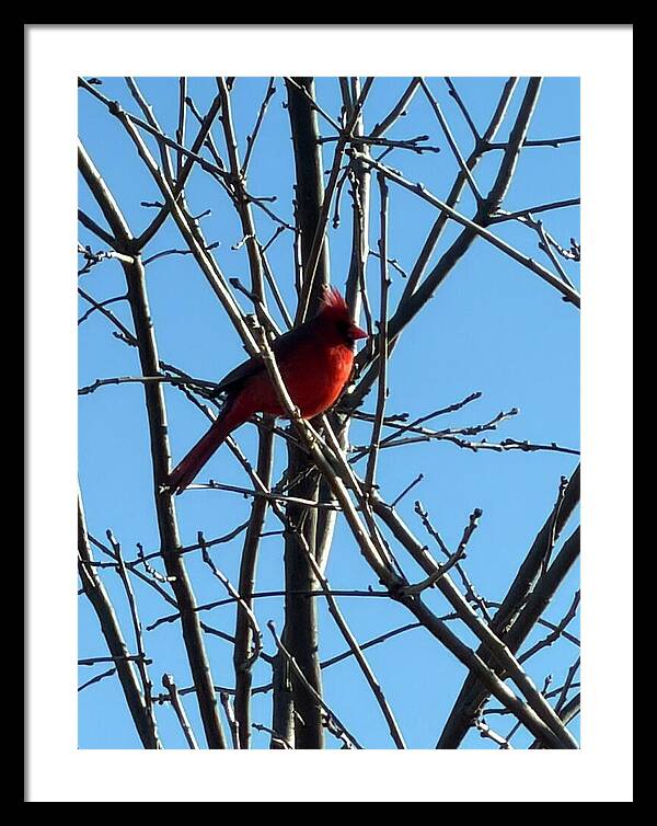 Cardinal Perched on Winter Branch - Framed Print