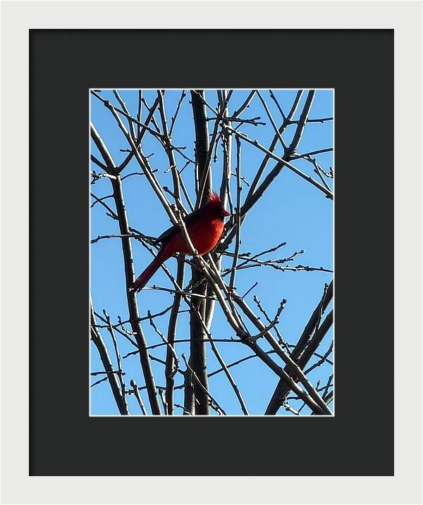 Cardinal Perched on Winter Branch - Framed Print