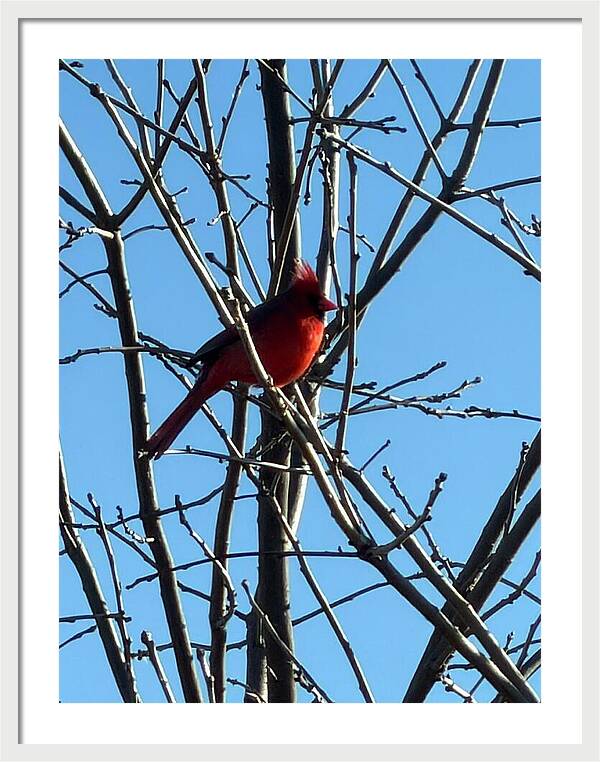 Cardinal Perched on Winter Branch - Framed Print