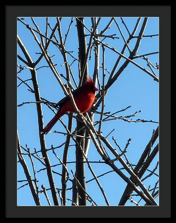 Cardinal Perched on Winter Branch - Framed Print