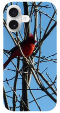 Cardinal Perched on Winter Branch - Phone Case
