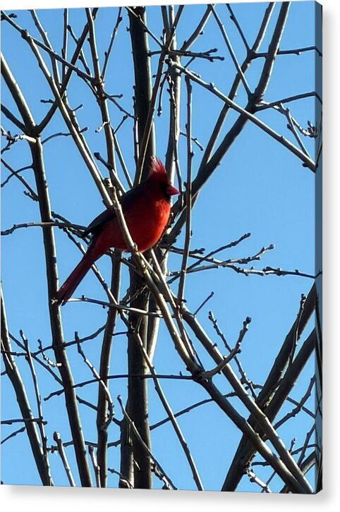 Cardinal Perched on Winter Branch - Acrylic Print