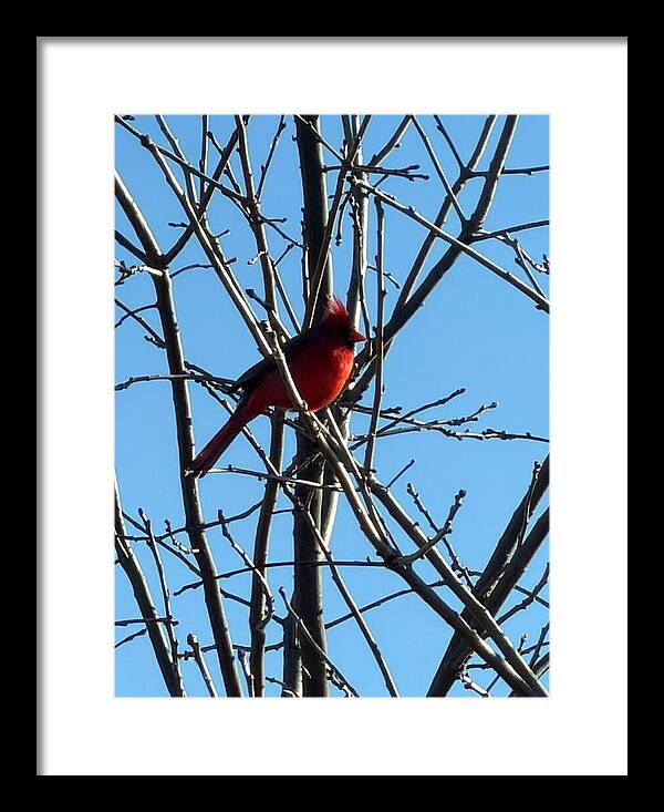 Cardinal Perched on Winter Branch - Framed Print