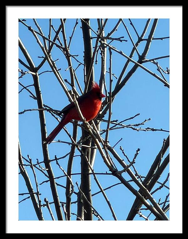 Cardinal Perched on Winter Branch - Framed Print