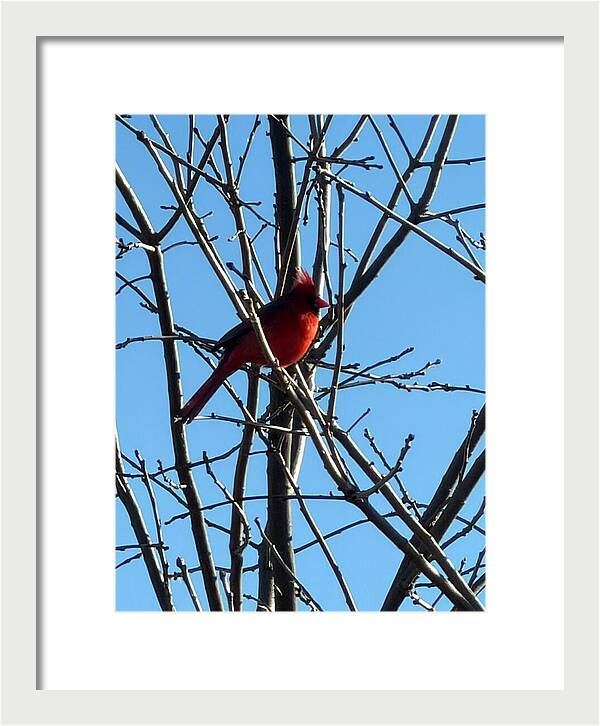 Cardinal Perched on Winter Branch - Framed Print