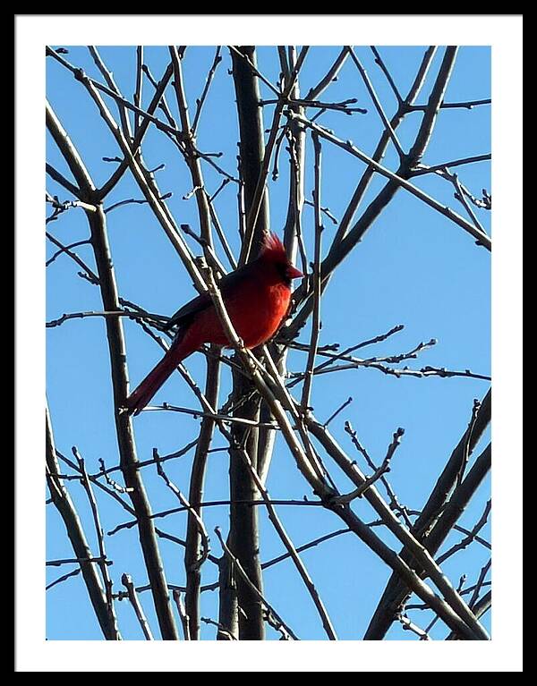 Cardinal Perched on Winter Branch - Framed Print