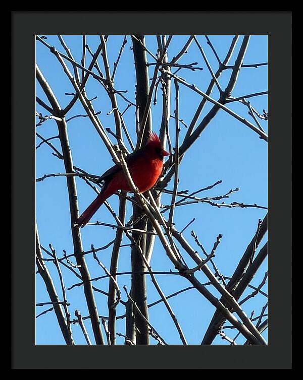 Cardinal Perched on Winter Branch - Framed Print