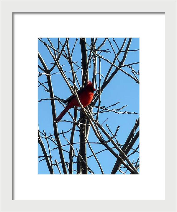 Cardinal Perched on Winter Branch - Framed Print