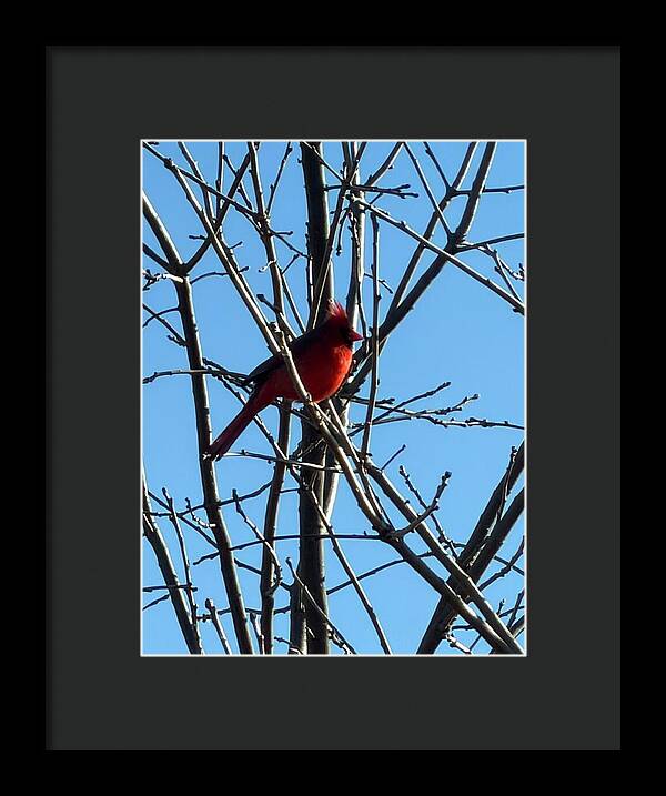 Cardinal Perched on Winter Branch - Framed Print