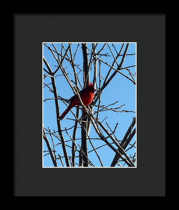Cardinal Perched on Winter Branch - Framed Print