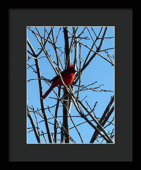 Cardinal Perched on Winter Branch - Framed Print