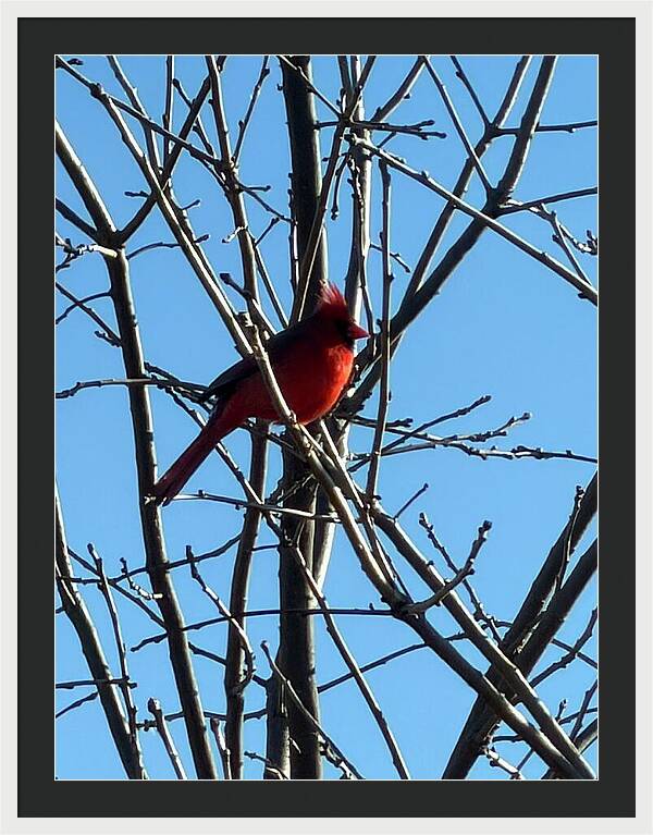 Cardinal Perched on Winter Branch - Framed Print