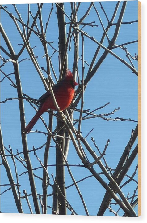 Cardinal Perched on Winter Branch - Wood Print