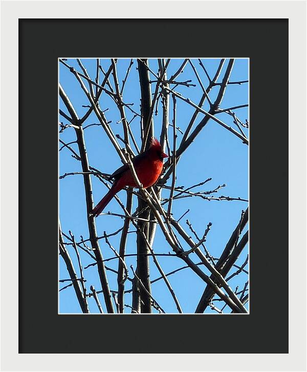 Cardinal Perched on Winter Branch - Framed Print