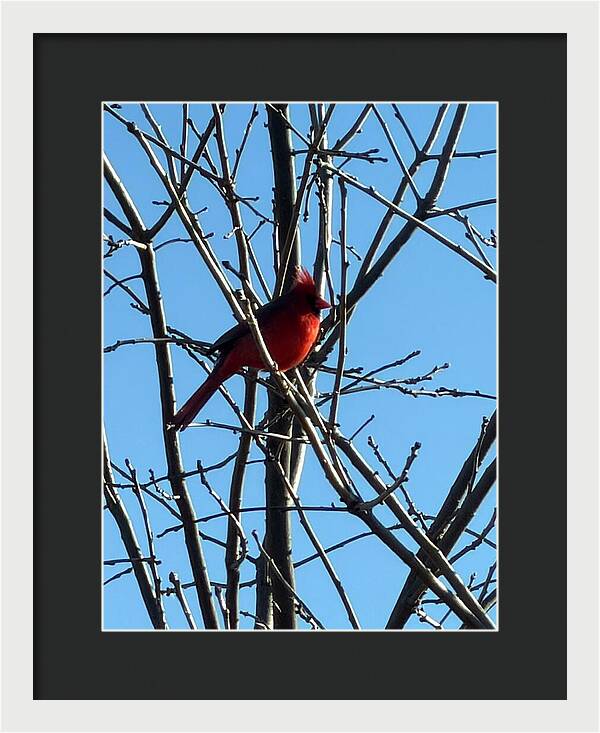 Cardinal Perched on Winter Branch - Framed Print