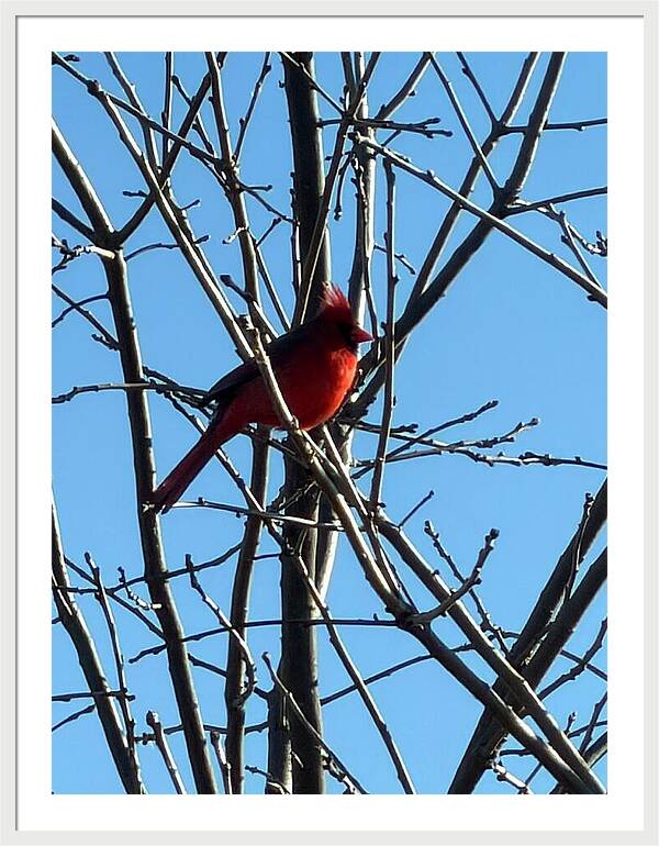 Cardinal Perched on Winter Branch - Framed Print