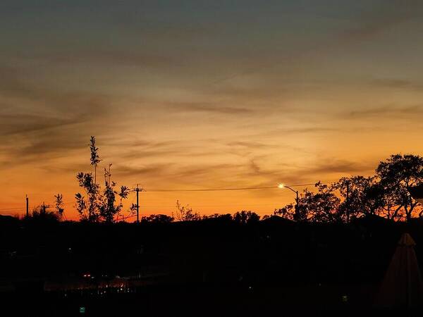 Evening Silhouettes - Art Print